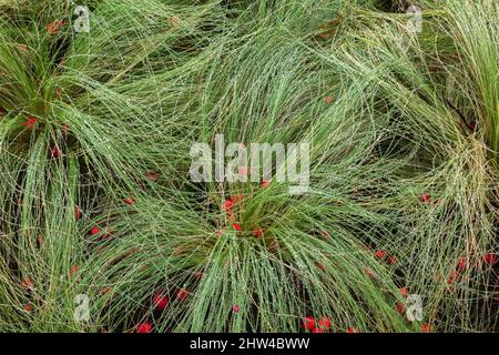 Festuca - Fescue Grass with raindrops and fallen Malus - Crabapples in late summer. Stock Photo