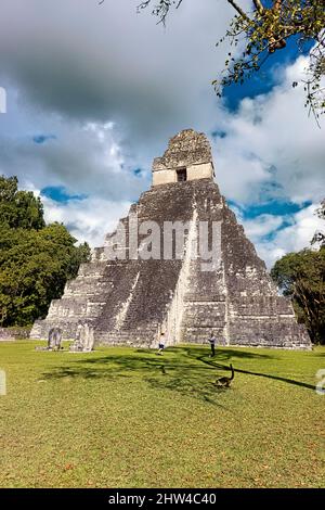 Coatimundi in front of Temple I at Tikal National Park, Petén, Guatemala Stock Photo