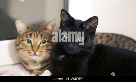 Two beautiful cat bask in the sun on the windowsill. Clip. Two cats at home on the windowsill. Stock Photo
