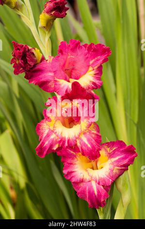 Close up of large Red & Yellow flowers of Gladiolus Stereo against a background of leaves a summer flowering cormous perennial that is half hardy Stock Photo