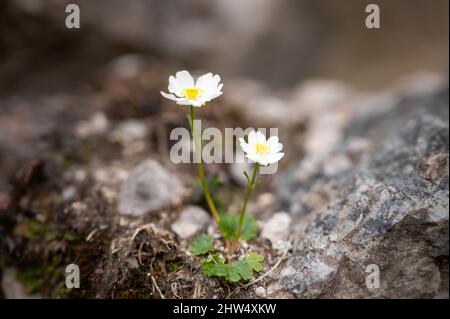 Closeup of a small white Ranunculs alpestris flower in the Austrian Alps, cloudy day in summer Stock Photo