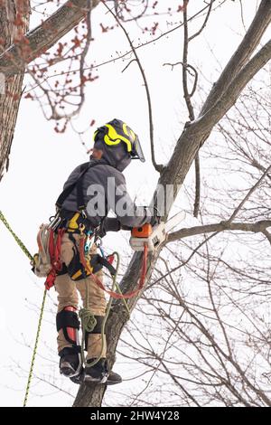 A tree surgeon cuts and trims a tree Stock Photo