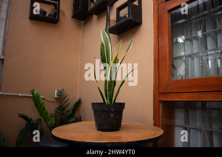 Mother-in-law's tongue plant in elegant pot Stock Photo