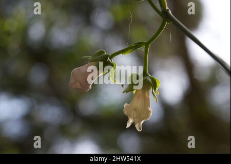 Wonga Vine (Pandorea Pandorana) is a spectacular native climber - especially when in flower. Found this growing over a tree in Jells Park, Victoria. Stock Photo