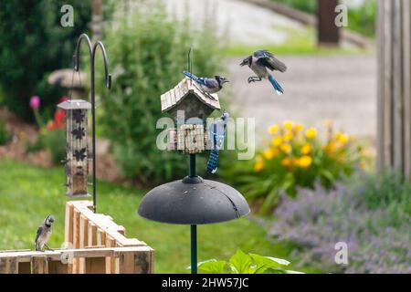 A family of Blue Jays via for position at a backyard feeder Stock Photo