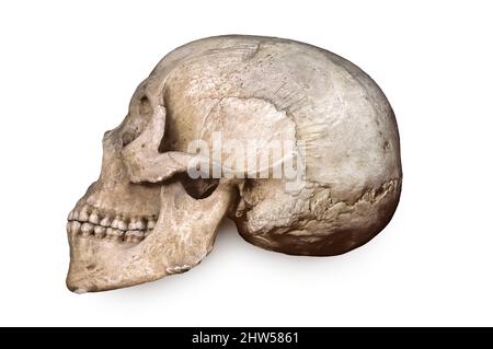 Bushman Skull (Hotentot) Stock Photo