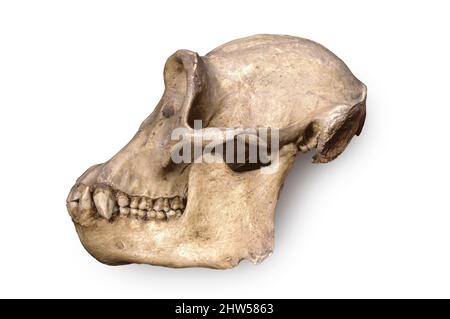 Chimpanzee skull Stock Photo