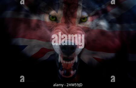 United Kingdom of Great Britain - the Union Jack flag projected onto the muzzle of a wolf Stock Photo