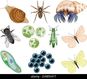 Different kinds of insects and animals on white background illustration Stock Vector
