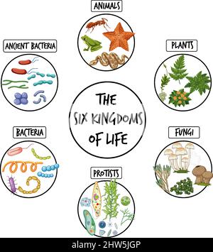 Diagram showing six kingdoms of life illustration Stock Vector