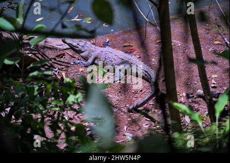 Above shot of crocodile in Corcovado national park, Costa Rica Stock Photo