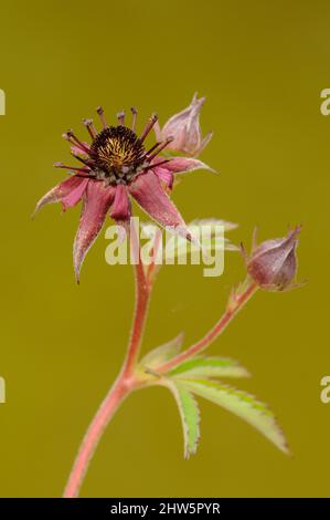 Marsh Cinquefoil, Comarum palustre, (syn. Potentilla palustris), pond, Norfolk, June Stock Photo