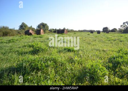 Heuballen auf der Wiese ; haybales on meadow Stock Photo