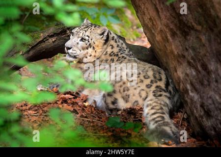 Snow leopard with green forest vegetation, Kashmir, India. Wildlife scene from Asia. Detail portrait of beautiful big cat, Panthera uncia. Wildlife sc Stock Photo