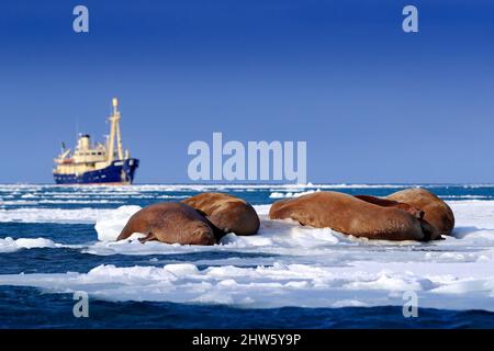 Walrus with boat vessel, Odobenus rosmarus, sleeping near the blue water on white ice with snow, Svalbard, Norway. Mother with cubs. Young walrus with Stock Photo