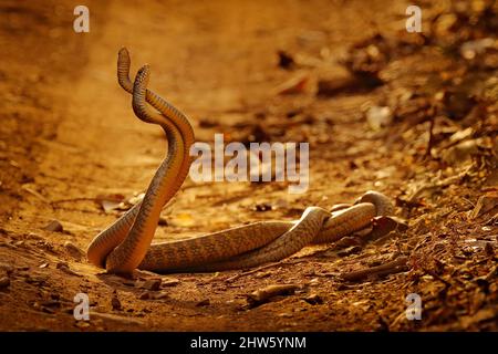 Indian rat snakes in fight, Ptyas mucosa. Two non-poisonous Indian snakes entwined in love dance on dusty road of Ranthambore national park, India. Stock Photo