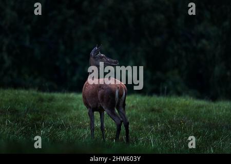 Deer doe in the dark night. Mammal on the forest meadow, rut season. Stock Photo