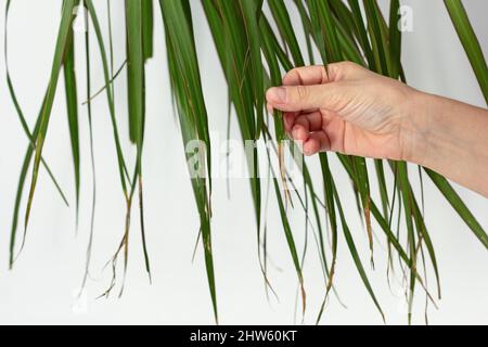 Woman hand holding Dracaena marginata leaf showing dry brown edge on white background Stock Photo