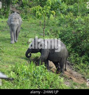 Adorable Baby Elephant Stock Photo