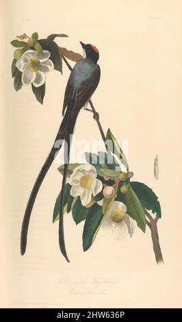 Art inspired by The Birds of America from Drawings Made in the United States, 1840–44, Illustrations: lithography, hand-colored, book: 10 7/16 x 6 11/16 in. (26.5 x 17 cm), Books, Classic works modernized by Artotop with a splash of modernity. Shapes, color and value, eye-catching visual impact on art. Emotions through freedom of artworks in a contemporary way. A timeless message pursuing a wildly creative new direction. Artists turning to the digital medium and creating the Artotop NFT Stock Photo