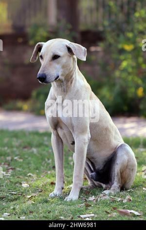 Indian Pariah dog-also known as the South Asian pye dog and Desi Dog