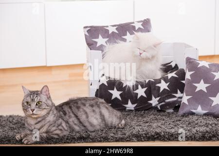 Two cats in a living room Stock Photo