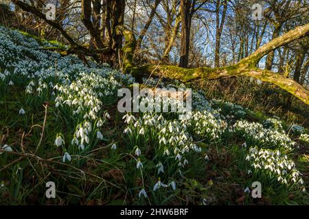 Spring is coming February snowdrops on the wooded escarpment of Cadbury hillfort in Somerset south west England UK Stock Photo