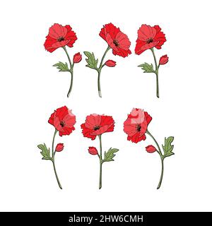 Scarlet red poppy flowering plant doodle style on stem with leaves, vector set, isolated, white background. Vector illustration Stock Vector