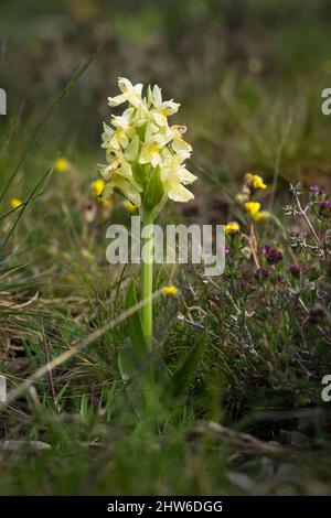 Orchis provincialis, Provence orchid in bloom, Caussols limestone plateau, France. Stock Photo