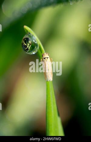 Leafhopper Macrosteles laevis on winter cereals. A leafhopper is the common name for any species from the family Cicadellidae - plant pest.