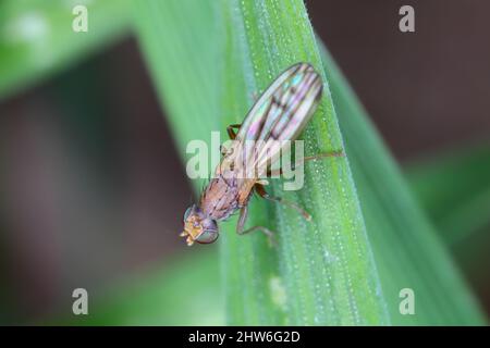 The genus Geomyza of the family Opomyzidae. Are phytophagous insects. In the photo, flies on cereals. Stock Photo