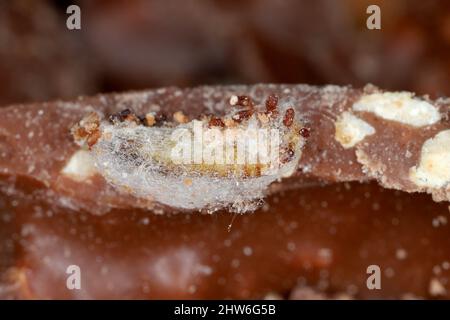 Pupa of of Indian meal moth or Indianmeal moth – Plodia interpunctella on chocolate. Stock Photo