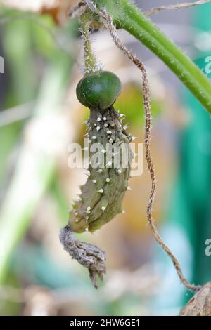 Fungal disease of cucumber. Deformed and unusable cucumber. Stock Photo