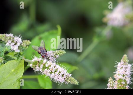 A fly feeding on pollen on mint flowers in the garden while pollinating them. Stock Photo