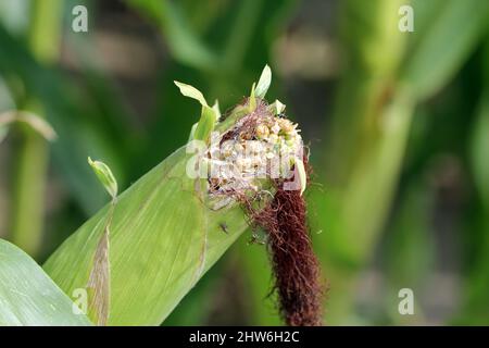Corn, maize cob damaged by birds in a crop field. Stock Photo
