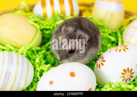 Dzungarian hamster in a basket with colored eggs on a green paper base close-up on a yellow joyful background. Easter concept. Stock Photo