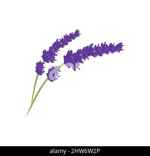 Lavender flower design illustration vector eps format , suitable for your design needs, logo, illustration, animation, etc. Stock Vector