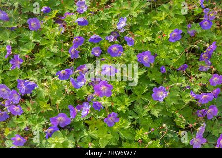 Flowering carpet of meadow geranium, common geranium, illuminated by sunlight Stock Photo