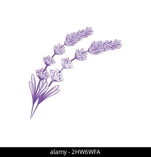Lavender flower design illustration vector eps format , suitable for your design needs, logo, illustration, animation, etc. Stock Vector