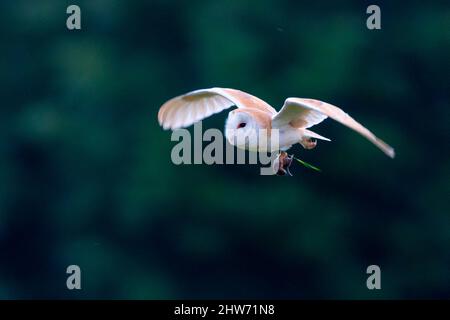 Barn owl (Tyto Alba) in flight with a prey, England