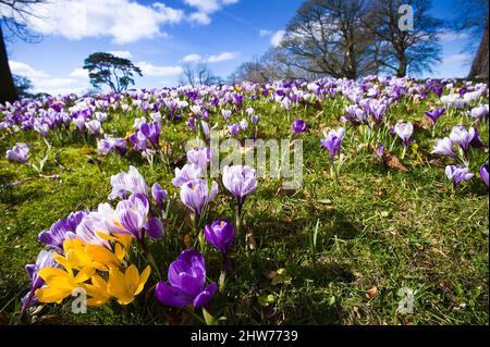 Crocus growing wild at Malone House, Barnett's Park. Belfast, Northern Ireland Stock Photo