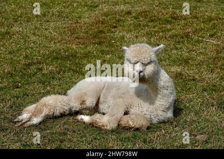 Cute adult llama alpaca lying on green grass and staring at the camera. Stock Photo