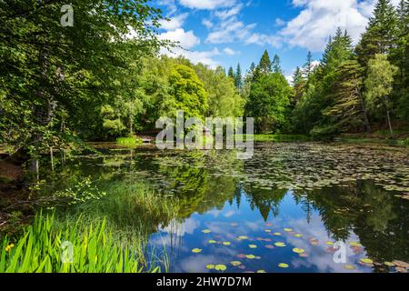 Yellow irises and water lilies on Loch Dunmore in Faskally Forest near Pitlochry in Perthshire, Scotland, UK Stock Photo