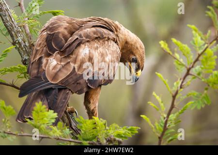 Wahlberg's Eagle, Aquila wahlbergi, perched on branch of Sickle-Bush, Dichrostachys cinerea, Malelane District, Kruger National Park, South Africa Stock Photo