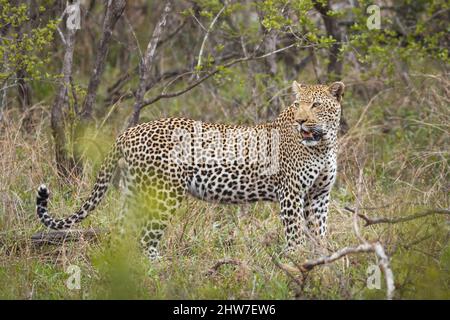 Young male Leopard, Panthera pardus, in bushveld, Malelane District, Kruger National Park, South Africa Stock Photo