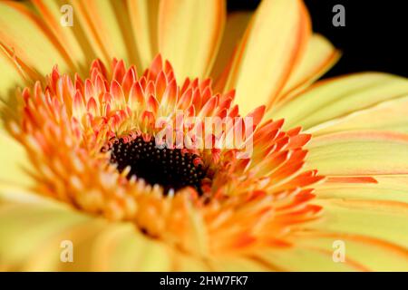 Close up of an orange Gerbera flower against a black background Stock Photo