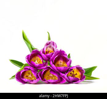 A bunch of Purple Tulips lying flat on a white surface against a white background Stock Photo