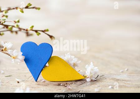 Two wooden hearts painted in the colors of the Ukraine flag blue and yellow, and blooming winter cherry branch on a bright rustic wooden table, symbol Stock Photo