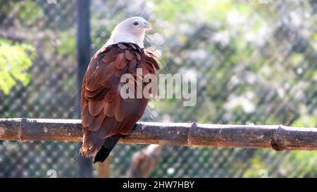 One of the eagles stands on a ledge. In the blur background Stock Photo