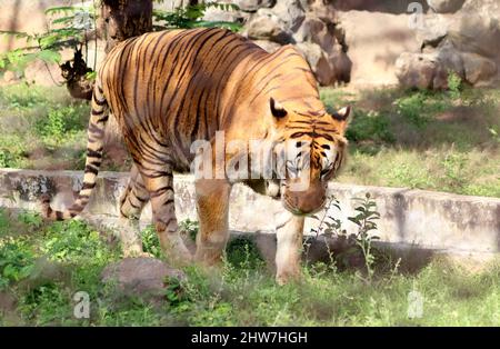 the tigers walks majestically. In the blurred background Stock Photo